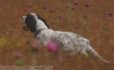 Setter Anglais EST DI GRUMA Setter Anglais EST DI GRUMA